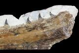 Fossil Mosasaur (Tethysaurus) Jaw Section - Goulmima, Morocco #107086-2